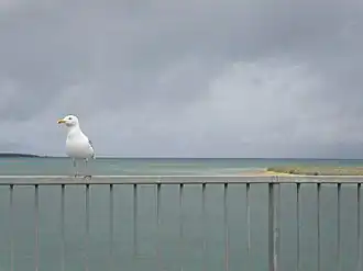 Чайка на Тагишском мосту