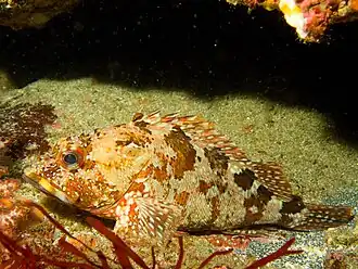 Sebastiscus marmoratus