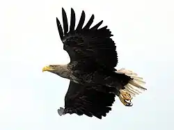 Взрослая особь