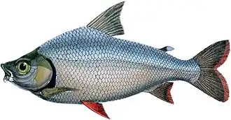 Semaprochilodus brama