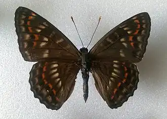 Сёкия исключительная