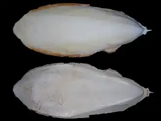 «Кость» Sepia whitleyana