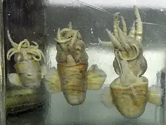 Lusepiola birostrata