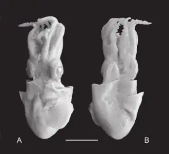 Самец, голотип