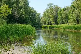 Кольчужная протока