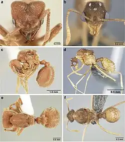 Самка (слева), самец (справа)