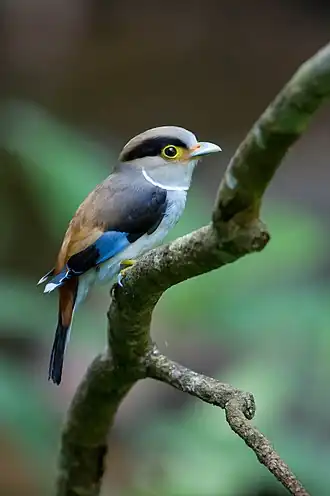 Самка S. lunatus lunatus из Таиланда