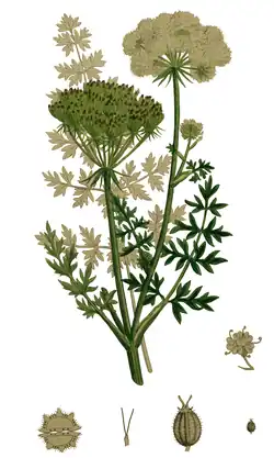 Ботаническая иллюстрация из 3-го издания книги English Botany (1865)