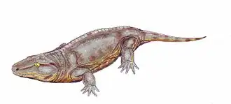 Реконструкция Seymouria baylorensis