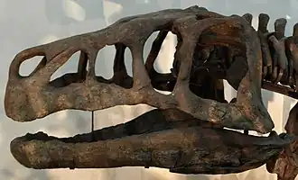 Череп Shansisuchus shansisuchus, в Палеозоологическом музее Китая[англ.]