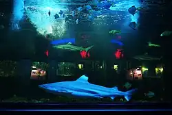 Акулы и рыбы