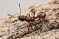 Monomorium rubriceps
