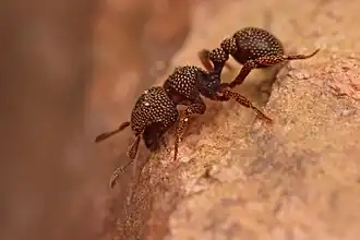Calyptomyrmex danum