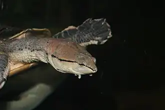 Жабоголовая черепаха (Phrynops sp.)