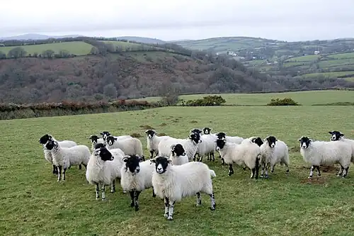 Овцы в Твайнфорде