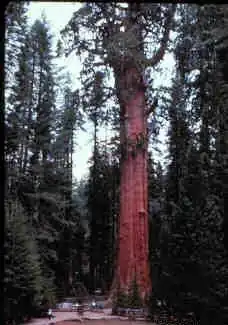 «Генерал Шерман» до потери ветви в 2006 году; утраченная ветвь видна в правой верхней части снимка (фото сделано не позднее марта 1997 года).