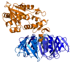 Веротоксин или Шига-подобный токсин (SLT-II) — токсин Коли, вызывает сильнейшее пищевое отравление, сопровождаемое геморрагической лихорадкой, повреждением сосудов внутренних органов, гемолитической анемией. Продуцируется некоторыми штаммами E. coli и Shigella