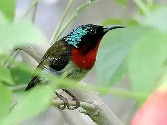 Самец хайнаньской острохвостой нектарницы