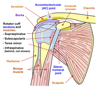 Диаграмма плечевого сустава человека.
