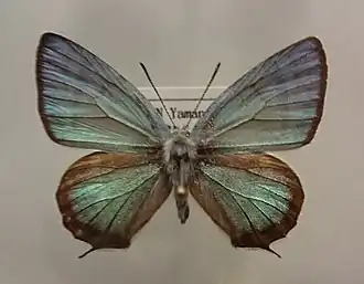 Sibataniozephyrus fujisanus