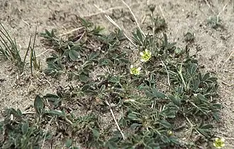 Сиббальдиецвет прижатый (S. adpressa)