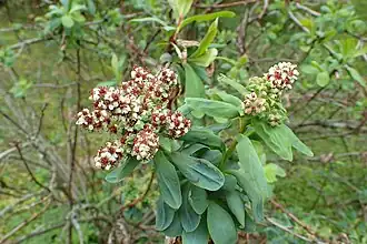 Сибирка гладкая (Sibiraea laevigata)