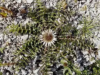 Carlina acaulis