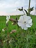 Дрёма белая  (Silene latifolia)