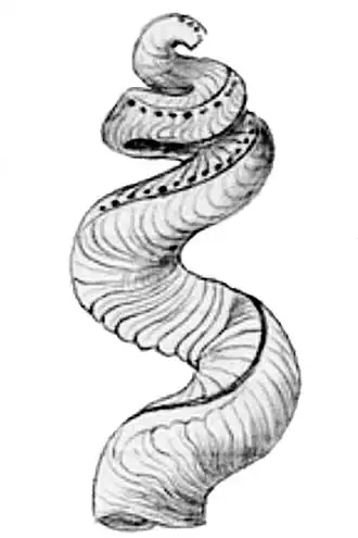 Раковина моллюска