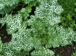 Розетка листьев.