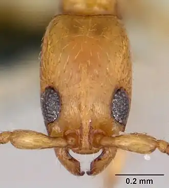 Vicinopone conciliatrix