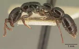 Муравей Simopone emeryi сбоку