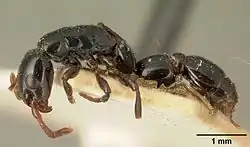 Simopone grandidieri сбоку