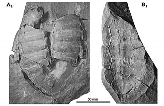 Wuguia efremovi, окаменелость