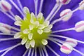 Anemone hepatica