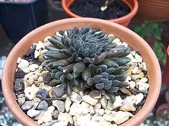 Sinocrassula yunnanensis