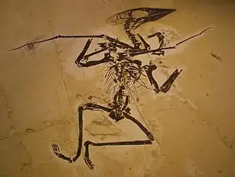 Окаменелые останки Sinopterus dongi