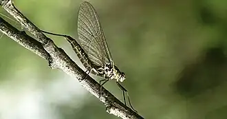 Siphlonurus lacustris