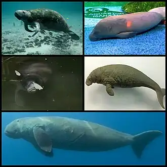 1-й ряд: американский ламантин, африканский ламантин;2-й ряд: амазонский ламантин, стеллерова корова (муляж);3-й ряд: дюгонь.