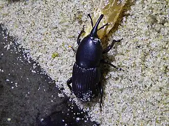 Scyphophorus acupunctatus