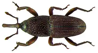 Долгоносик амбарный обыкновенный