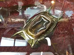 Яйцо ската Beringraja binoculata