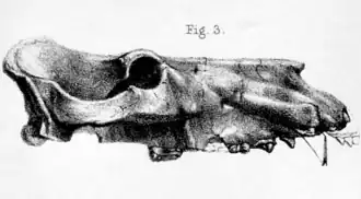 Череп Hexaprotodon sivalensis