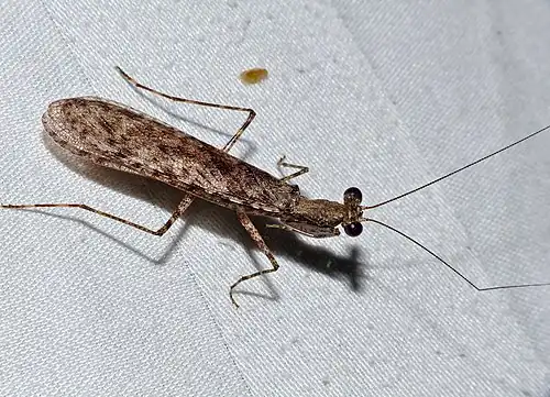 Gimantis insularis, Саравак