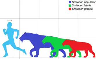 Красный — Smilodon gracilis