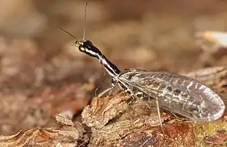 Верблюдка тонкоусая