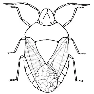 Sniploa obsoletus