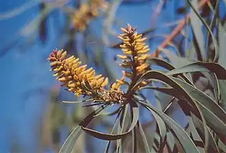 Цветущая P. falcata