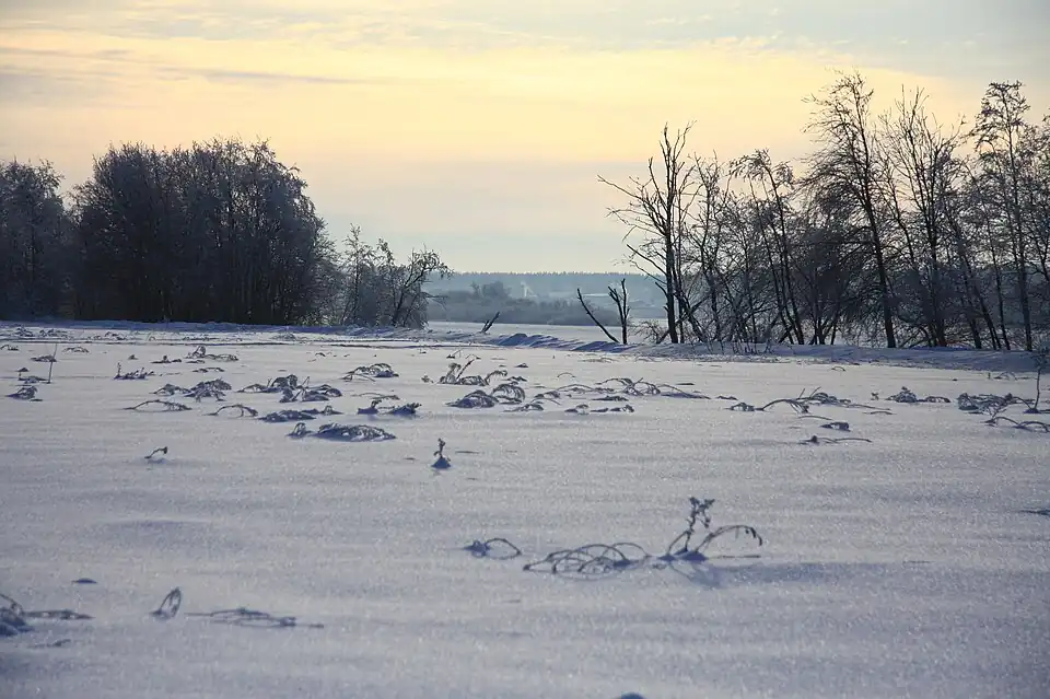Берег Волхова близ деревни Медвежья Кара. 2010 год