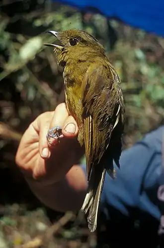 Snowornis cryptolophus